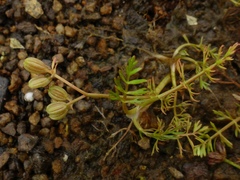 Helosciadium inundatum