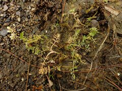Helosciadium inundatum