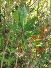 Ageratina baccharoides