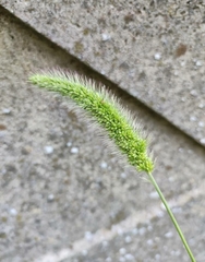 Setaria italica