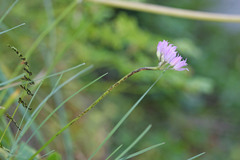 Allium acuminatum