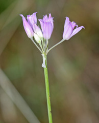 Allium acuminatum
