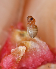 Plagiotrochus quercusilicis