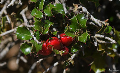 Plagiotrochus quercusilicis