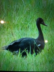 Plectropterus gambensis