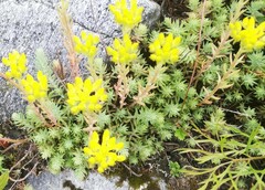 Petrosedum rupestre