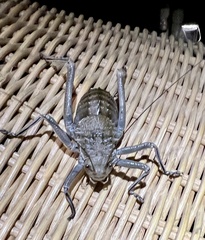 Hetrodes pupus