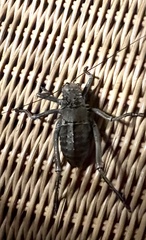 Hetrodes pupus