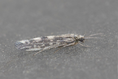 Agraylea