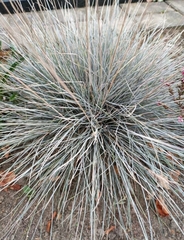 Festuca glauca