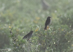 Passerculus sandwichensis