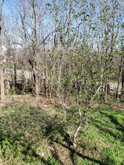 Bauhinia lunarioides