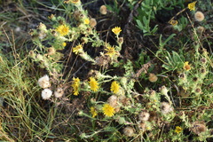 Rayjacksonia phyllocephala