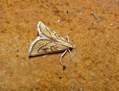 Boeotarcha