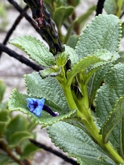 Stachytarpheta crassifolia