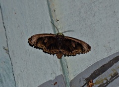 Lepidodes sculpta