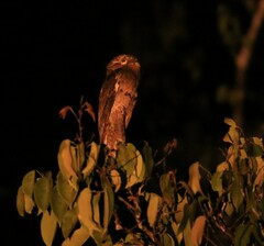 Nyctibius griseus