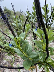 Stachytarpheta crassifolia