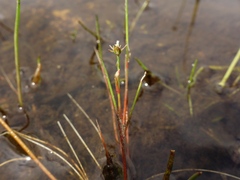 Juncus bulbosus