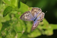 Leptotes babaulti
