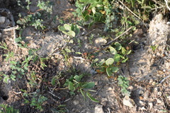 Maytenus phyllanthoides