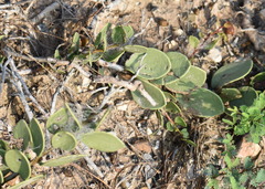 Maytenus phyllanthoides