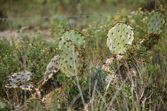 Opuntia alta