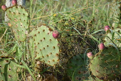Opuntia alta