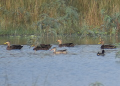 Anas fulvigula maculosa