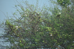 Ipomoea amnicola
