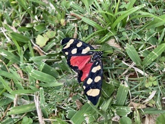 Heraclia africana