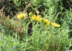 Rayjacksonia phyllocephala