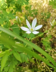 Ornithogalum umbellatum
