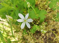 Ornithogalum umbellatum