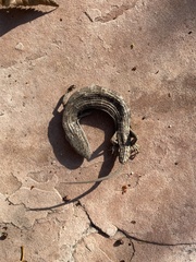 Elgaria multicarinata