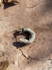 Elgaria multicarinata