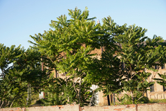 Ailanthus altissima