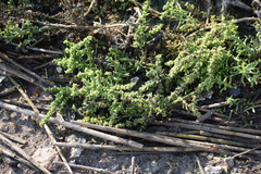 Suaeda linearis