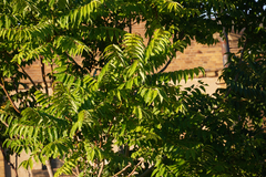 Ailanthus altissima