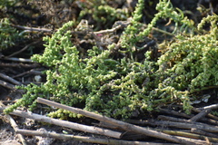 Suaeda linearis