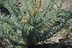 Atriplex matamorensis