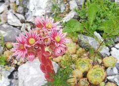 Sempervivum tectorum