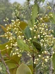 Myrcia guianensis