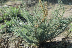Atriplex matamorensis