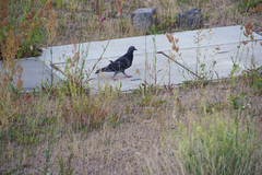 Columba livia domestica