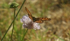 Melitaea parthenoides