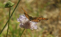 Melitaea parthenoides