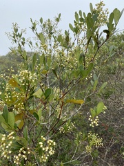 Myrcia guianensis