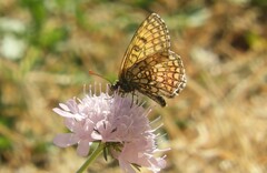 Melitaea parthenoides
