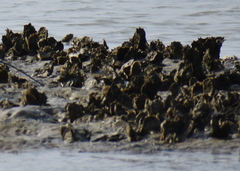 Crassostrea virginica